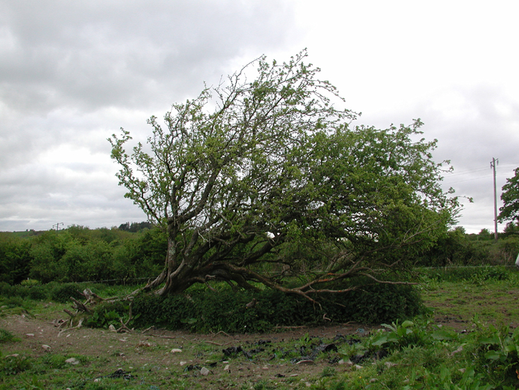 Old whitethorne at Bradfield farm in Killowen.jpg 433.7K